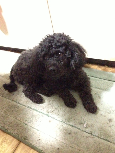 迷い犬 トイプードル 茨城県 犬の里親募集 ペットのおうち 月間利用者150万人