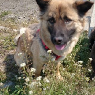  多頭飼育崩壊寸前の愛情不足犬まる子！