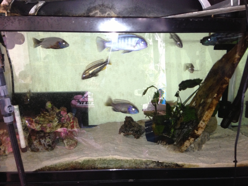 アフリカンシクリッドと9 福岡県 熱帯魚 観賞魚の里親募集 ペットのおうち 月間利用者150万人