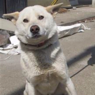 薄茶mix成犬の男の子