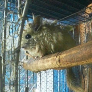 チンチラ 里親 きまりました。