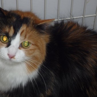 長毛美猫姉妹の里親さん探しています
