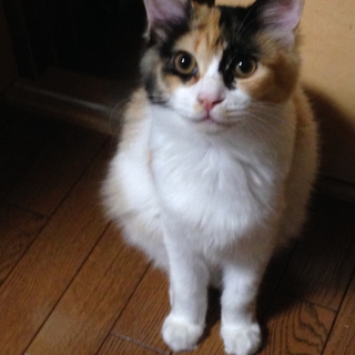 人懐こい三毛子猫の里親募集！