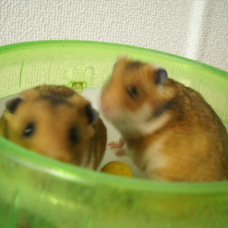 ゴルハムちゃん　里親さん探しています