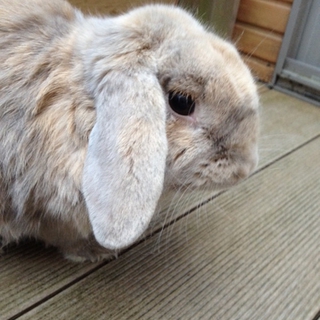 ありがとうございます。お陰様で里親が決定しました。