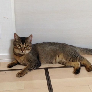 仲良し姉妹猫里親さん募集中