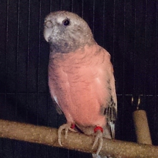 アキクサインコ