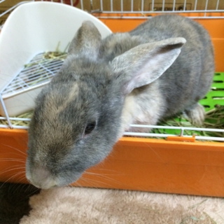 里親を募集しています。