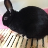 ミニウサギ サムネイル2