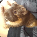 ありがとうございました