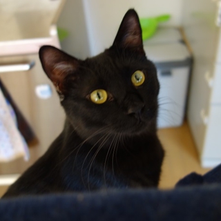めっちゃ人なつこい黒猫オス