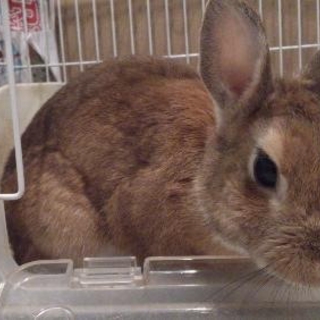 うさぎちゃん里親