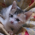子猫の里親さん募集してます！