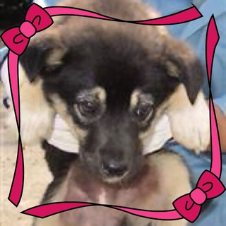 命期限27日17時！黒茶mix子犬の女の子