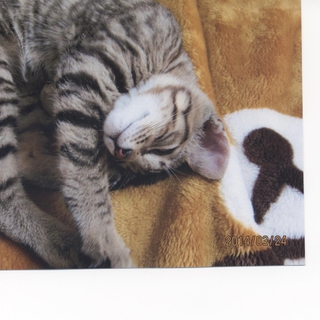 あまえんぼうな子猫　４・５ヶ月