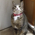 スタイル抜群！甘えん坊リゲル君