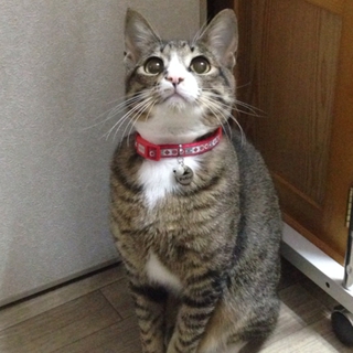 スタイル抜群！甘えん坊リゲル君