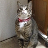 スタイル抜群！甘えん坊リゲル君 サムネイル1