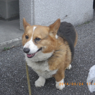 飼い主さんへ返還されました★俺様ぽっちゃりコーギー