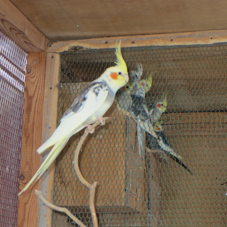オカメインコ