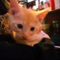 ペルシャの雑種の茶トラの男の子2か月