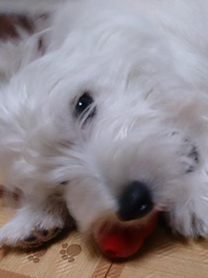 シーザー 推定7 8ヶ月 埼玉県 犬の里親募集 ペットのおうち 月間利用者150万人
