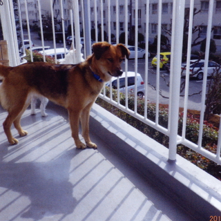 保護犬の里親募集