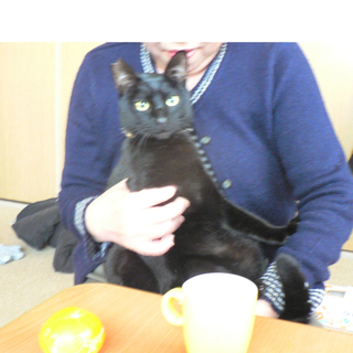 真っ黒つやつや黒猫♂一時預かりさん募集中