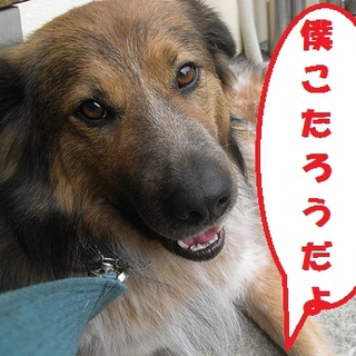 オーストラリアンシェパード系♂ こたろうくん！