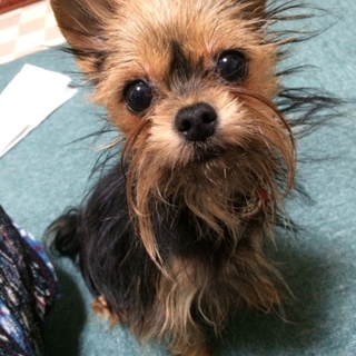 可愛がって下さる方募集します