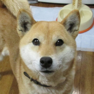 【弥々】人懐こい仔です。他犬と適度な距離をおけます