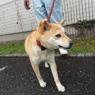 至急  山鹿市保健所の明るく人懐こい女の子里親募集