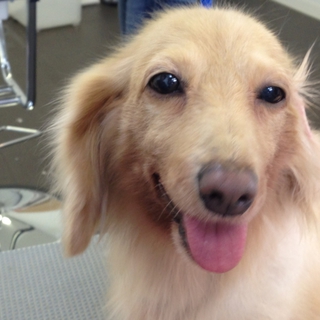 Mダックス　クッシングでも元気！な女の子