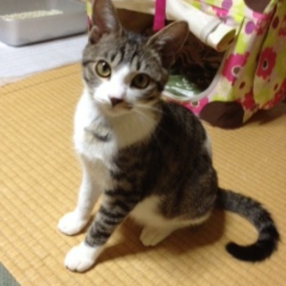 兄妹一緒の猫好きお家で暮らせます。