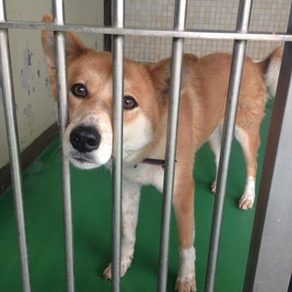 大人しくてお利口で飼いやすい柴系MIXの女の子