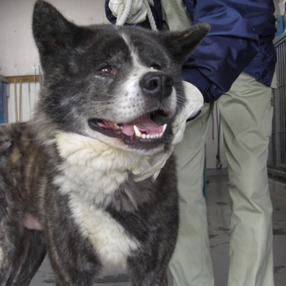 家族募集　フレンドリーな秋田犬ＢＯＳＳくん