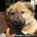 まるまるです！