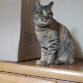 天真爛漫な片目天使★トイレ+犬ok、顔舐めキジ子猫