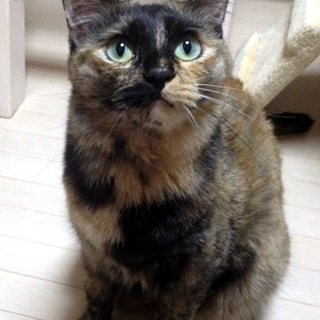 きれいなサビ猫