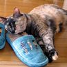 きれいなサビ猫 サムネイル3