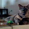 きれいなサビ猫 サムネイル5