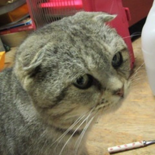 遊ぶの大好きな猫ちゃんです♡