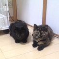 黒とサビの美人姉妹です