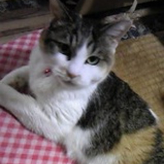 にゃーちゃん 三毛猫の女 岐阜県 猫の里親募集 ペットのおうち 月間利用者150万人