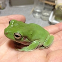 イエアメガエル（イエアマガエル）