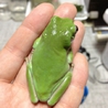 イエアメガエル（イエアマガエル） サムネイル2