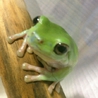イエアメガエル（イエアマガエル） サムネイル3
