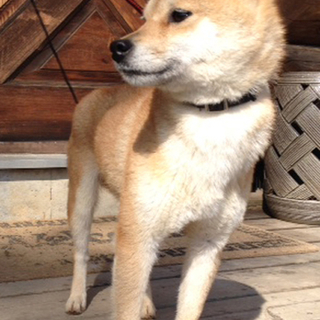 豆柴犬！シャイな女の子です。