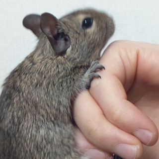 デグーマウス　メス3匹です!!