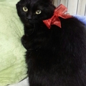 フワフワモコモコ☆長毛☆黒猫テツ☆